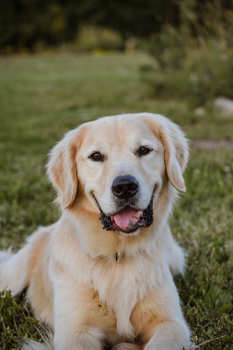 A golden retriever sitting in the grass